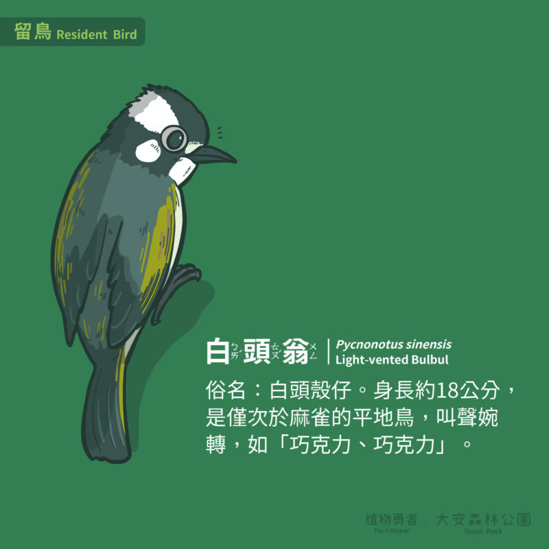 大安森林公園-鳥類-02
