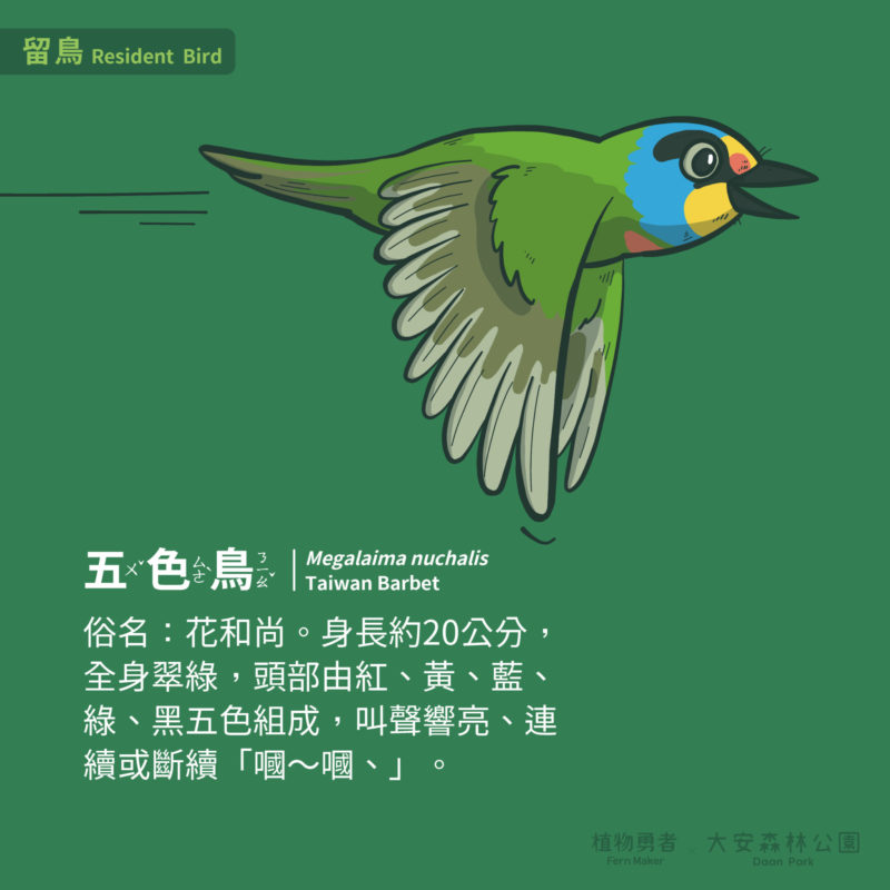 大安森林公園-鳥類-07