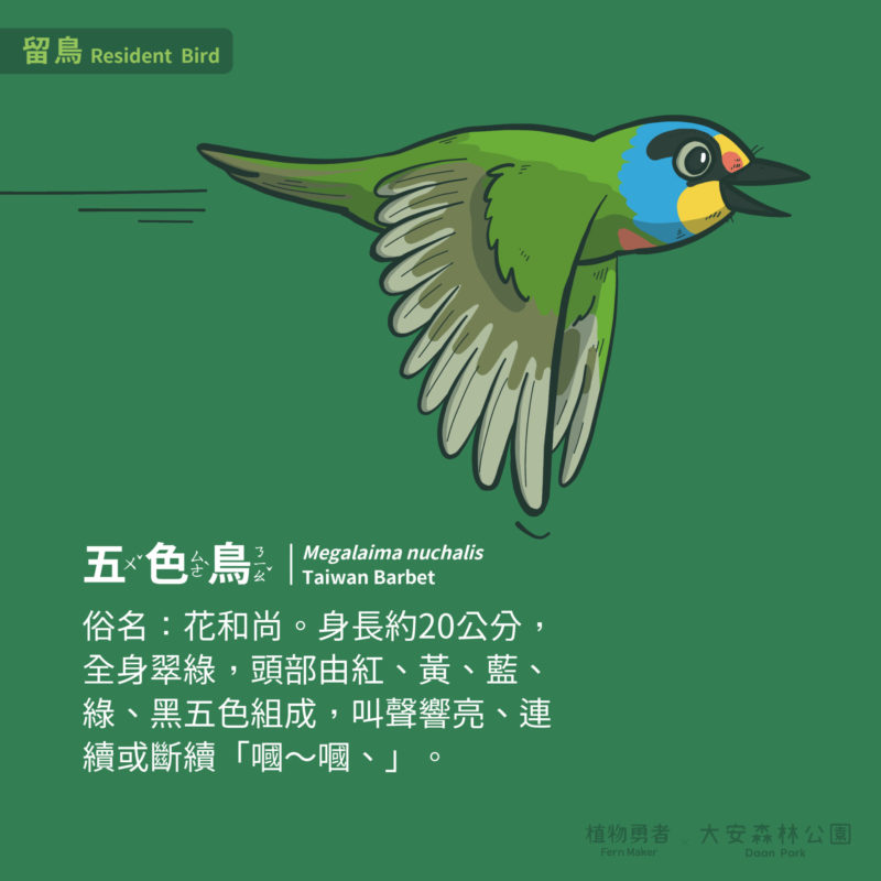 大安森林公園-鳥類-07