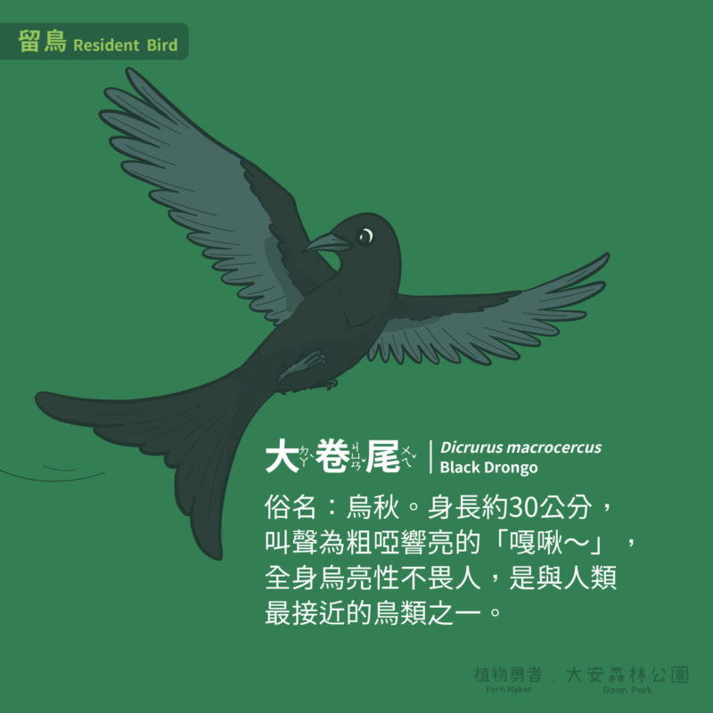 大安森林公園-鳥類-09