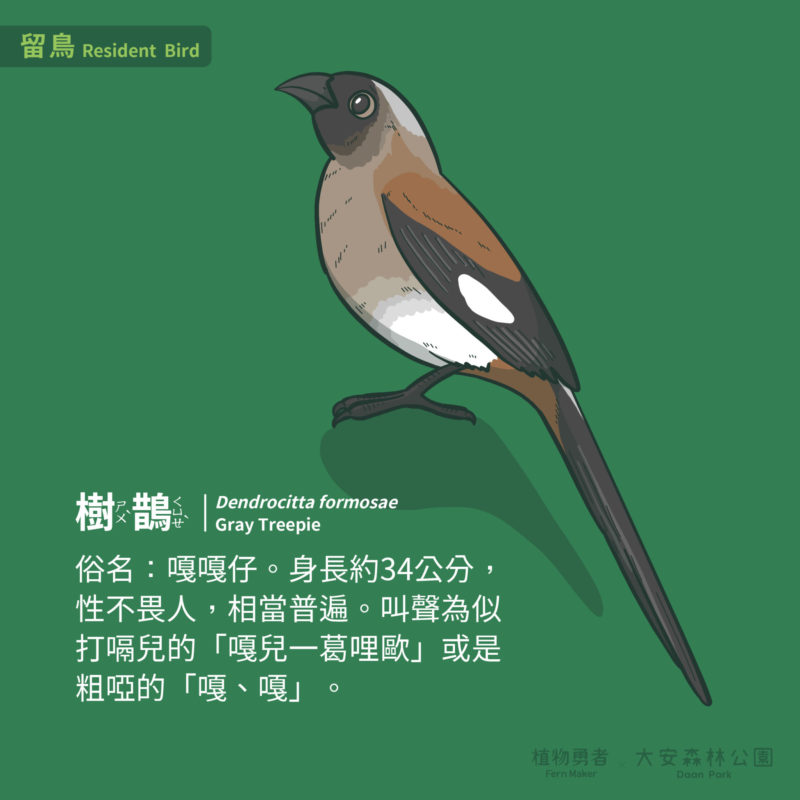 大安森林公園-鳥類-10