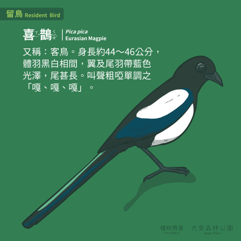 大安森林公園-鳥類-11