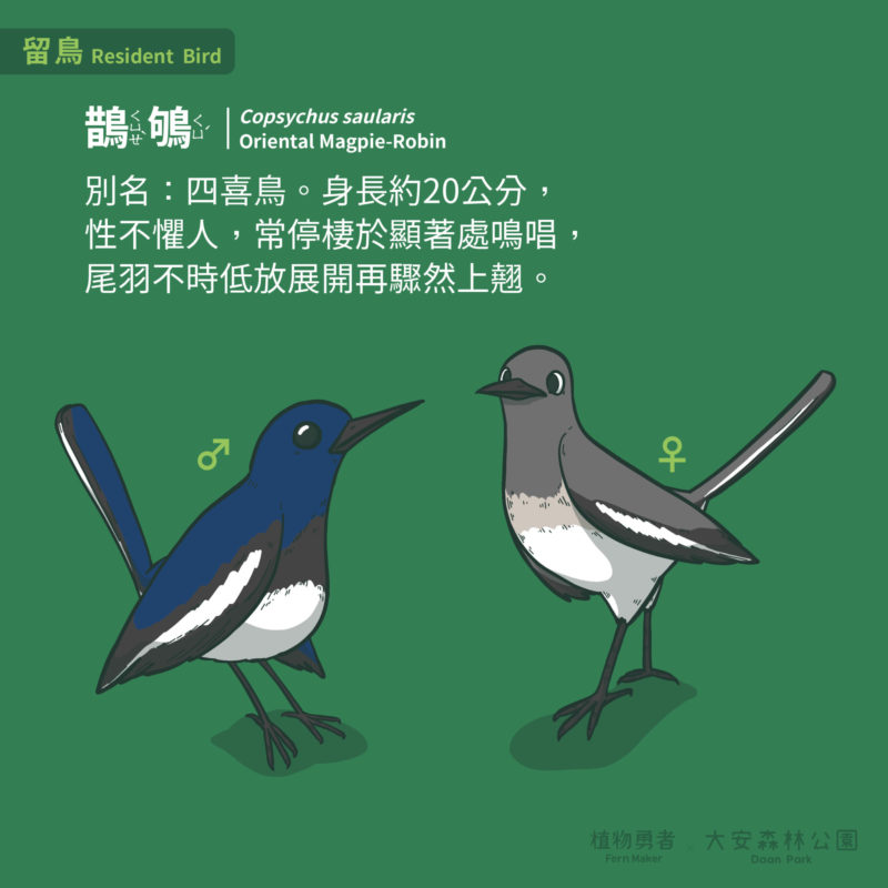 大安森林公園-鳥類-12
