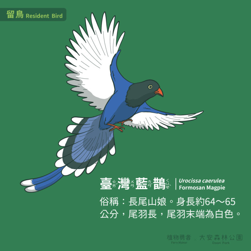 大安森林公園-鳥類-14