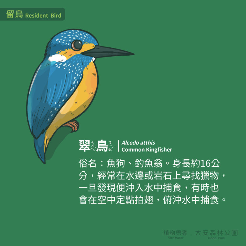 大安森林公園-鳥類-18