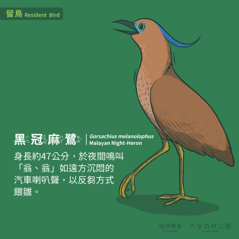 大安森林公園-鳥類-19