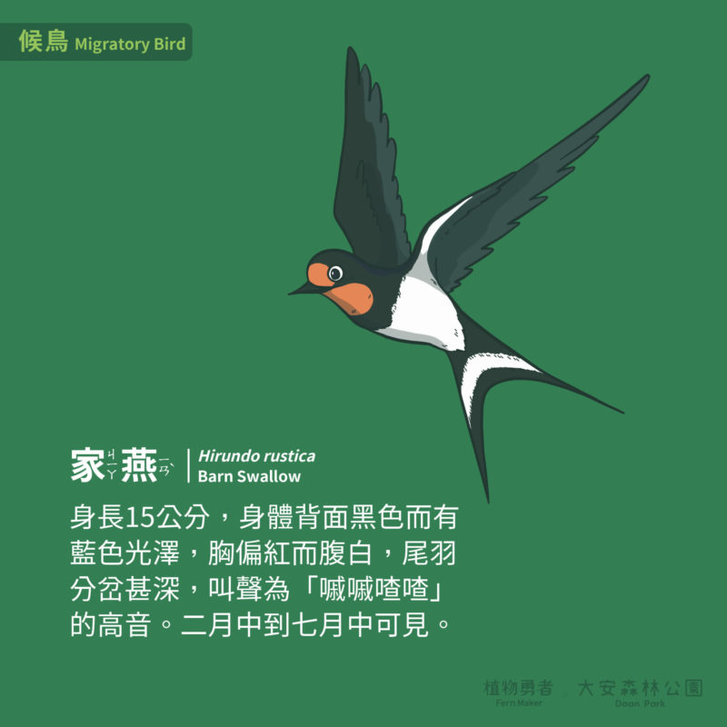 大安森林公園-鳥類-20