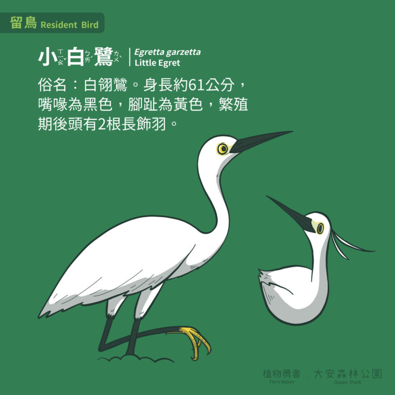 大安森林公園-鳥類-21