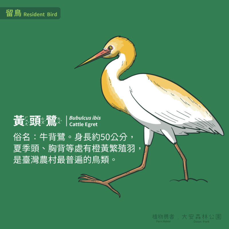 大安森林公園-鳥類-22