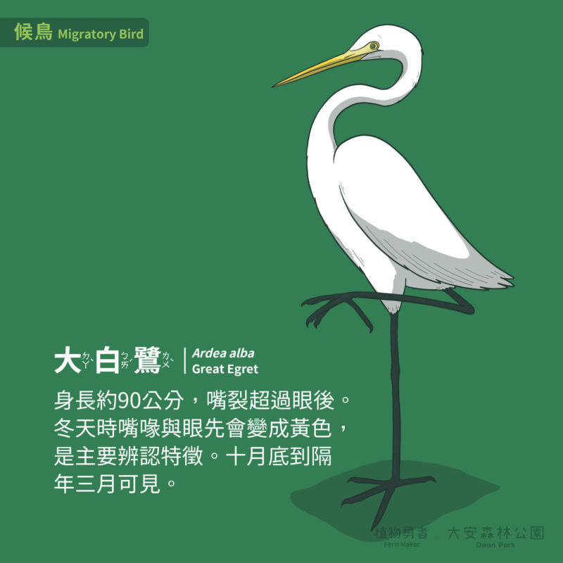 大安森林公園-鳥類-24