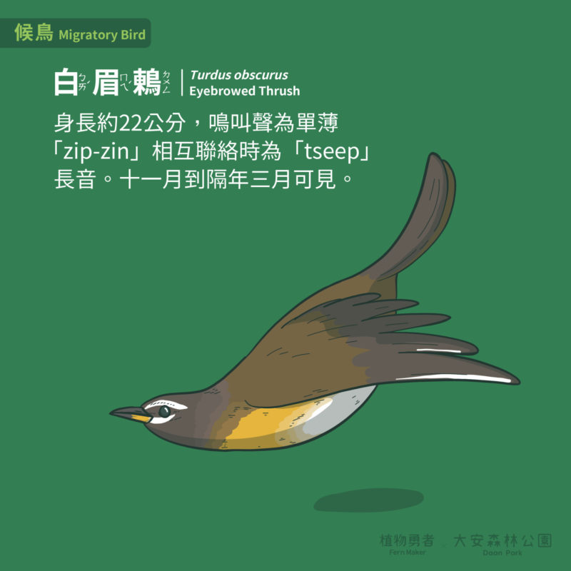 大安森林公園-鳥類-25