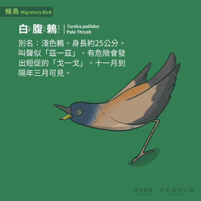 大安森林公園-鳥類-26