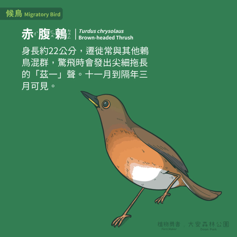 大安森林公園-鳥類-27