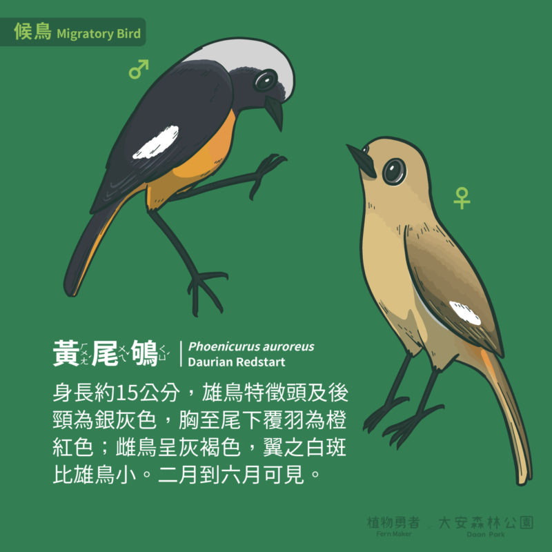 大安森林公園-鳥類-28