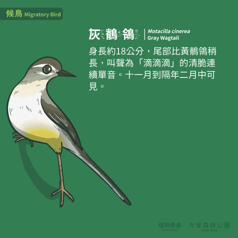 大安森林公園-鳥類-29