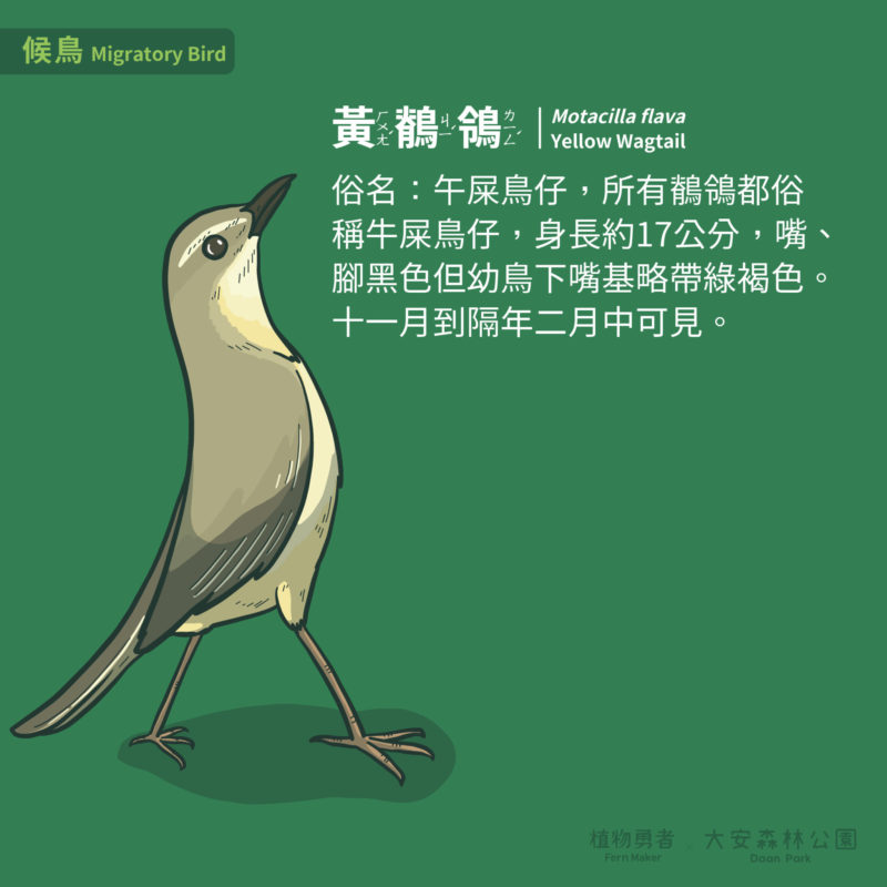 大安森林公園-鳥類-30