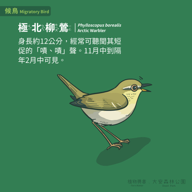 大安森林公園-鳥類-32