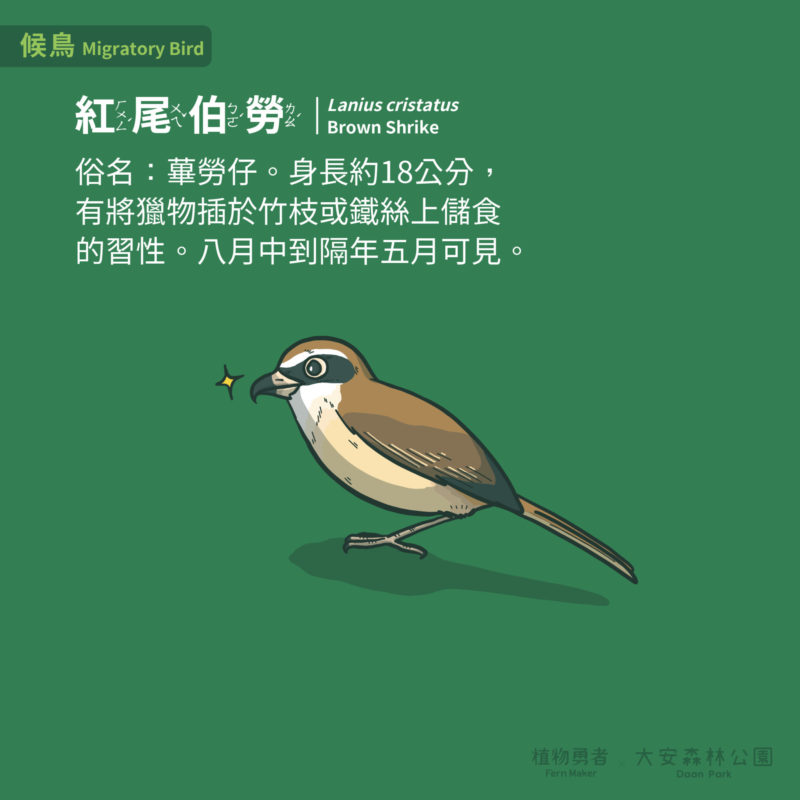 大安森林公園-鳥類-33