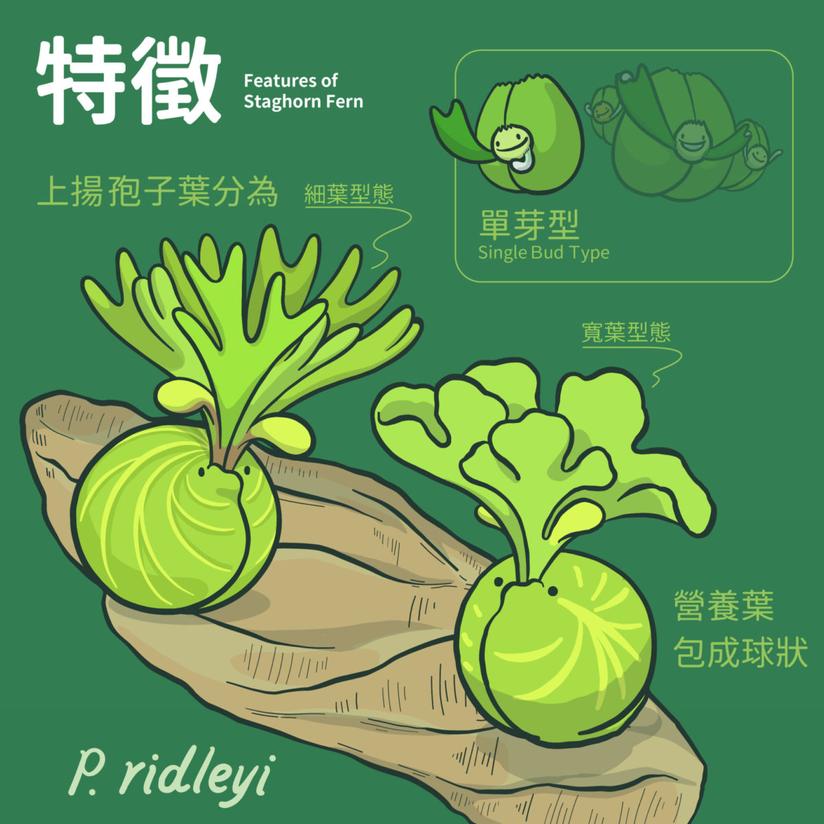 亞猴鹿角蕨是經典原生品種，單芽型Single-bud Type。
葉型分為孢子葉與營養葉兩種型態，孢子葉與一般下垂的葉形不同，呈現上揚的姿態；營養葉呈圓形或扇形均勻生長，其葉脈隆起如腦紋一般，隨著年紀增長會逐漸包成球狀。

常見的亞猴依據孢子葉型的不同，分為細葉及寬葉兩種型態，以細葉最為常見。