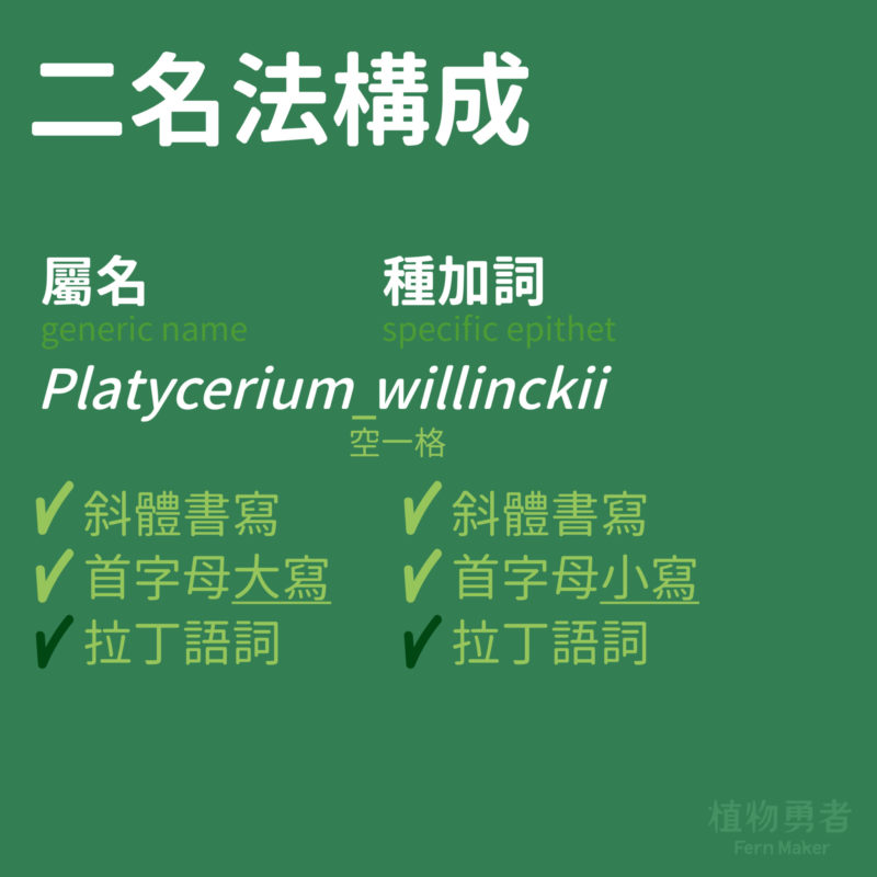 每個物種學名的由兩個部分構成：屬名（generic name）和種加詞（specific epithet）。
屬名與種名皆為拉丁語法化的詞，種名首字母須大寫；種名首字母則為小寫。
Platycerium willinckii

以常見的爪哇鹿角蕨為例，屬名開頭大寫 Platycerium，種名開頭小寫 willinckii
屬名與種加詞之間要空格 (Platycerium willinckii / P. willinckii)
