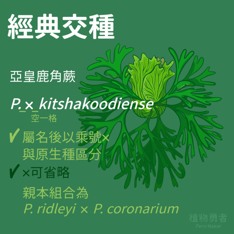 市面最常見的亞皇鹿角蕨P. kitshakoodiense 即為人工栽培種的代表
(正式寫法為P. x kitshakoodiense 即屬名後以字母x與原生種區分，現在多省略x書寫)。

補充說明：
使用字母x為現代人的使用習慣，正式還是要以乘號符號×喔。