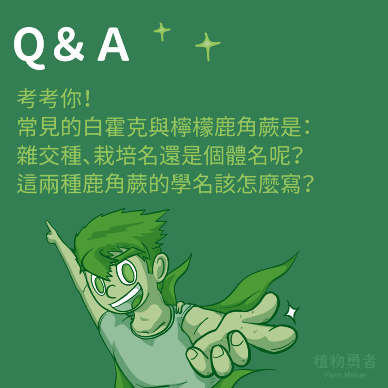 A：
白霍克是約定俗成的雜交種。不過，以學名規則來說，因為沒有受到國際品種登入認證，只能算是栽培名。
P. 'White Hawk'

檸檬鹿角蕨是銀鹿的園藝栽培名，顏色較銀鹿更為青綠，且孢子葉從芽點到分裂處這端葉子會內縮。
P. veitchii 'Lemoinei'

註：
植物勇者編輯，內容可能有誤，歡迎大家指正與分享。