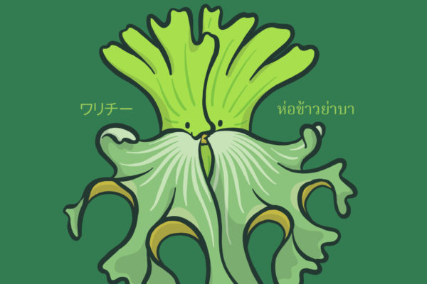 Platycerium wallichii 
Indian Staghorn
ワリチー ห่อข้าวย่าบา