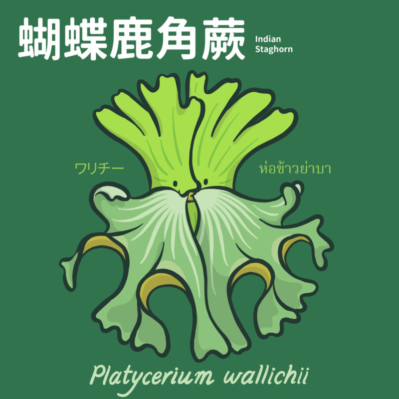 Platycerium wallichii 
Indian Staghorn
ワリチー ห่อข้าวย่าบา